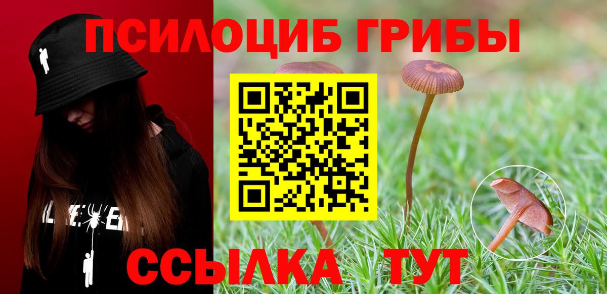Псилоцибиновые грибы Cubensis Сланцы